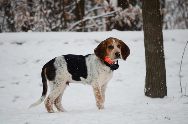 Cold weather care for outdoor pets