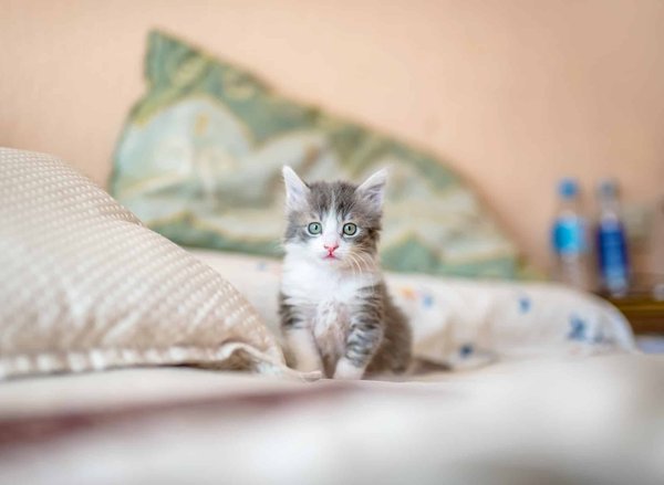How to introduce a new pet to your household