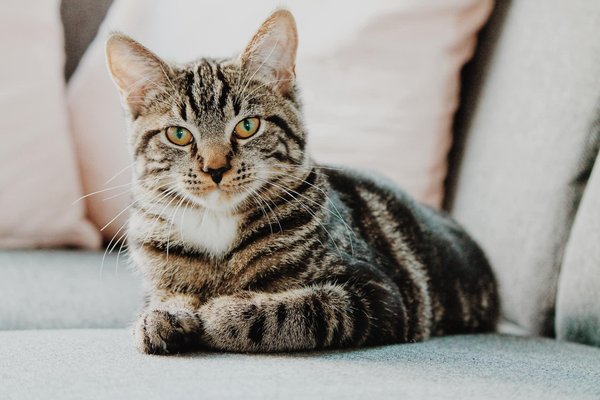 Fun and safe outdoor activities for your cat
